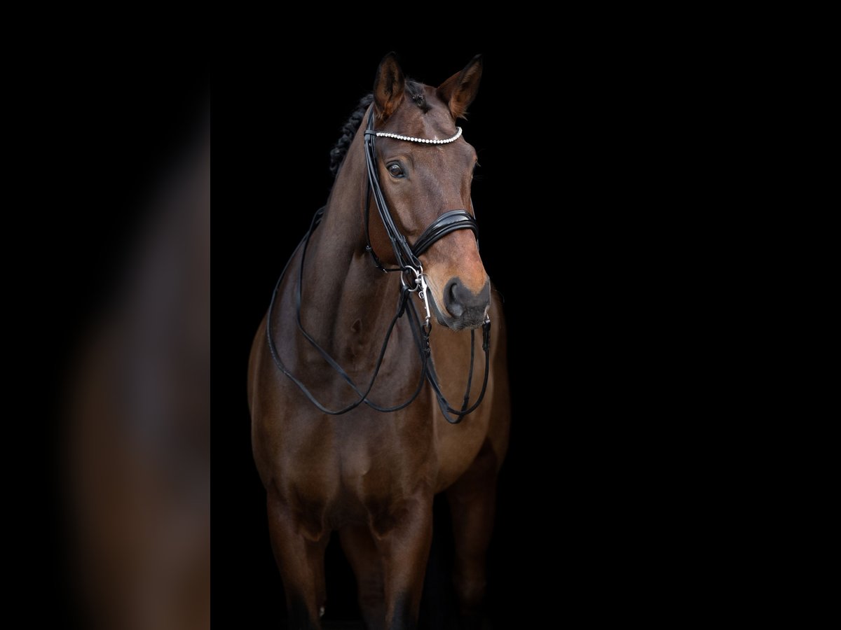 Hanoverian Gelding 14 years 17 hh Brown in Krefeld