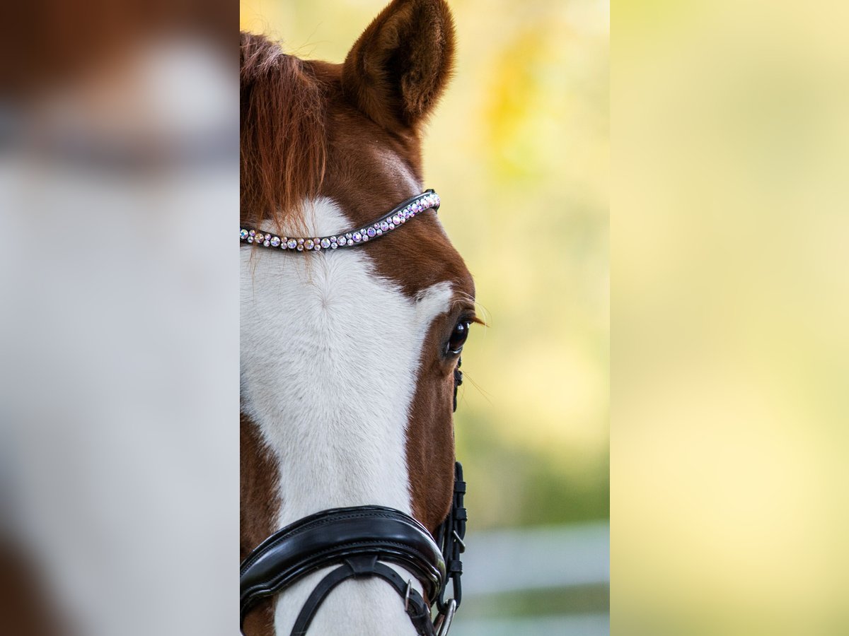 Hanoverian Gelding 14 years 17 hh Chestnut-Red in Seligenstadt