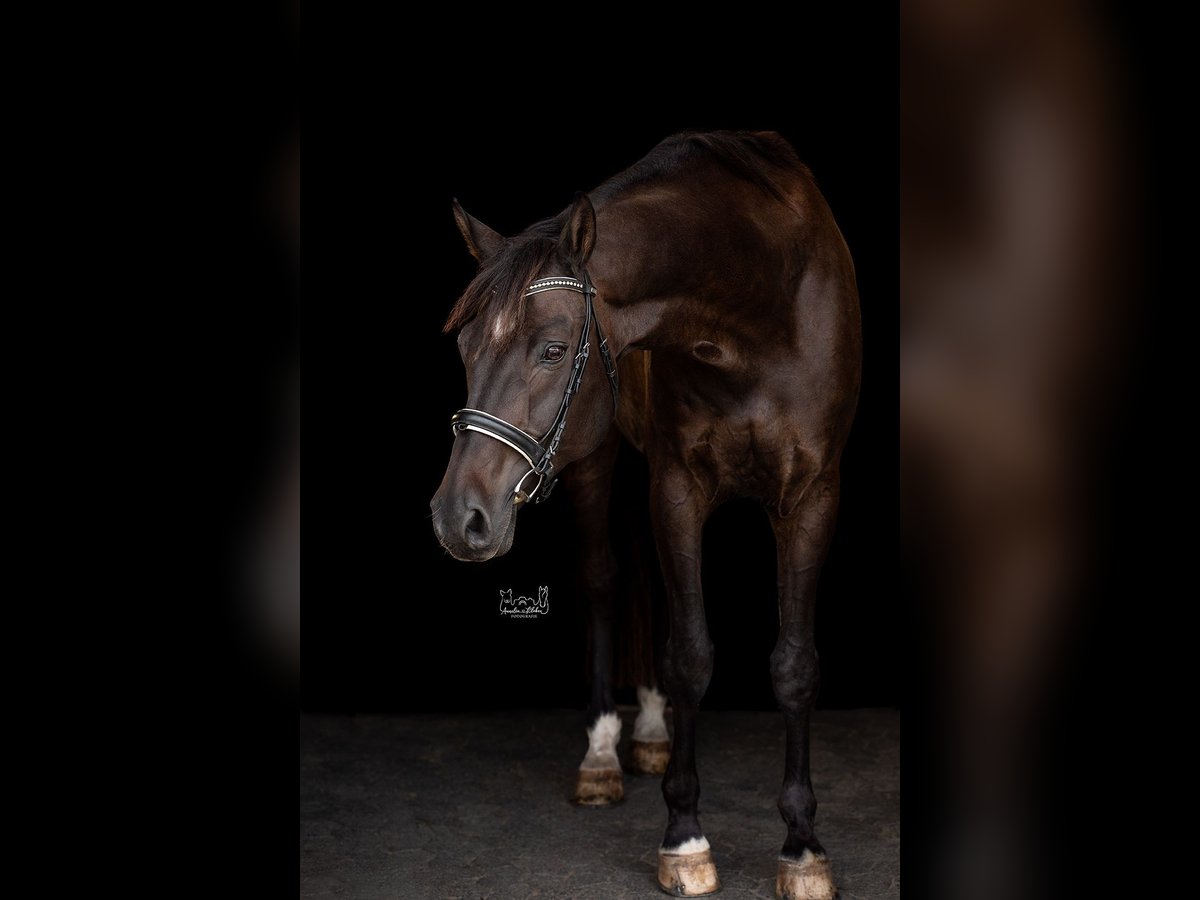 Hanoverian Gelding 14 years 17,1 hh Bay-Dark in Biedenkopf