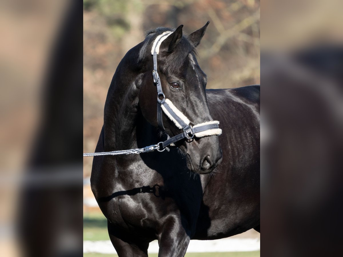 Hanoverian Gelding 14 years Black in Walldorf