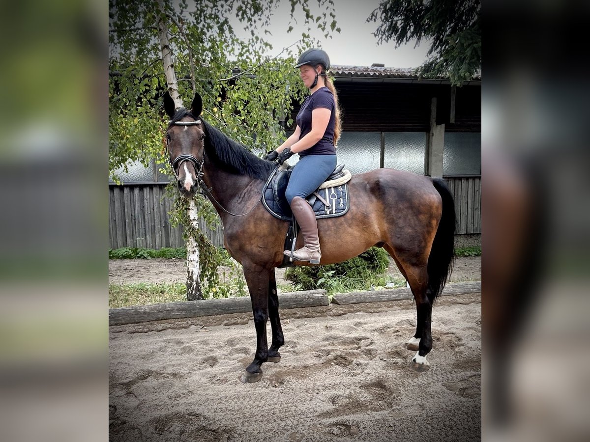 Hanoverian Gelding 15 years 16,1 hh Bay-Dark in Pelmberg