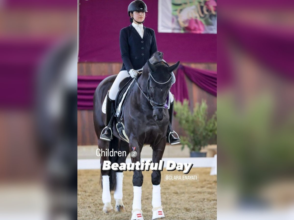 Hanoverian Gelding 15 years 16,2 hh Black in Bad Schallerbach