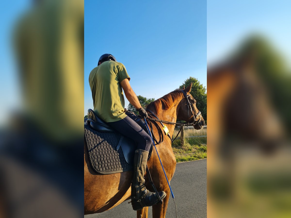 Hanoverian Mix Gelding 15 years 16,3 hh Chestnut in Bünde