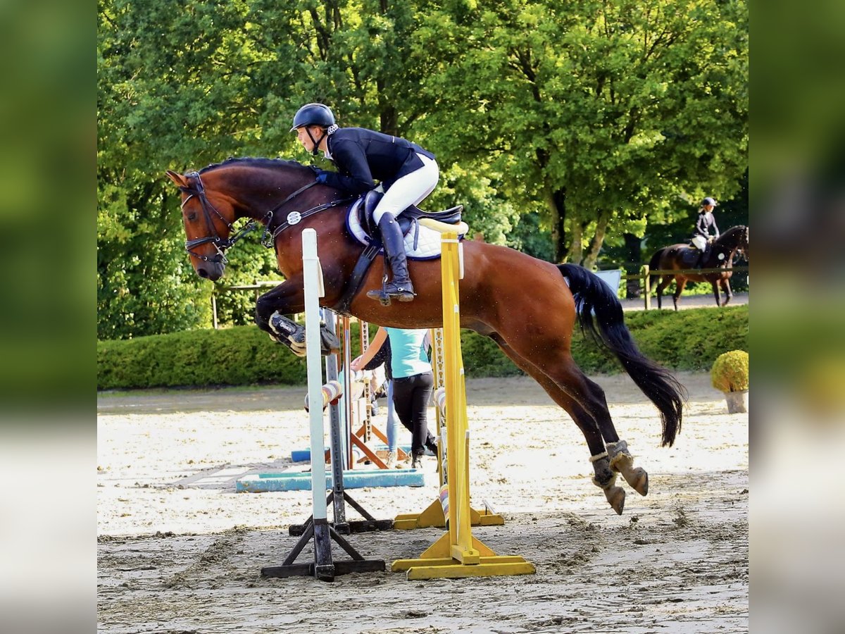 Hanoverian Gelding 15 years 16 hh Brown in Kerpen