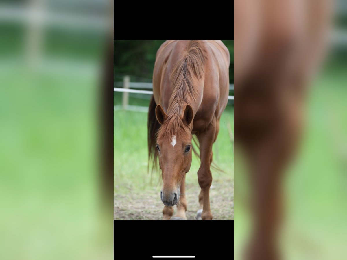 Hanoverian Gelding 15 years 16 hh Chestnut-Red in Frankfurt am Main