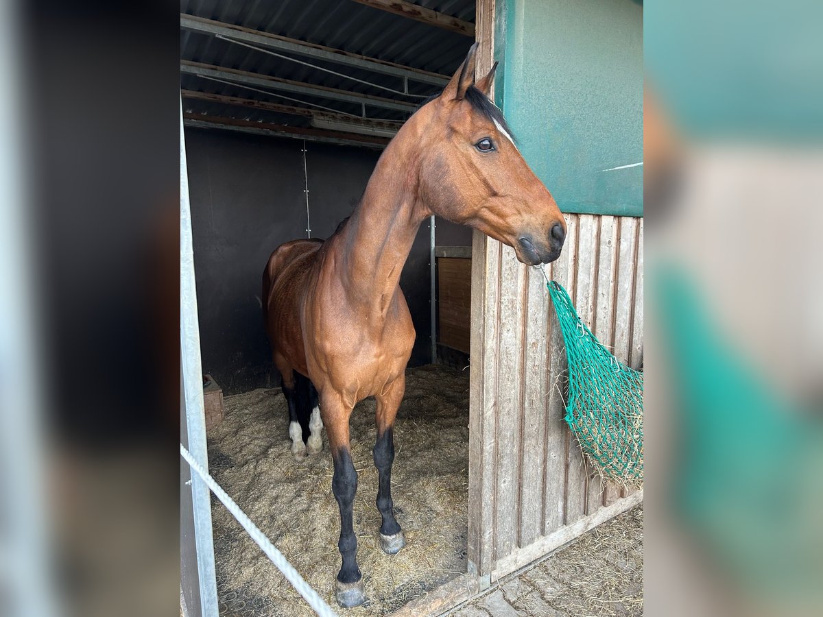 Hanoverian Gelding 15 years 16,1 hh Bay-Dark in Salem