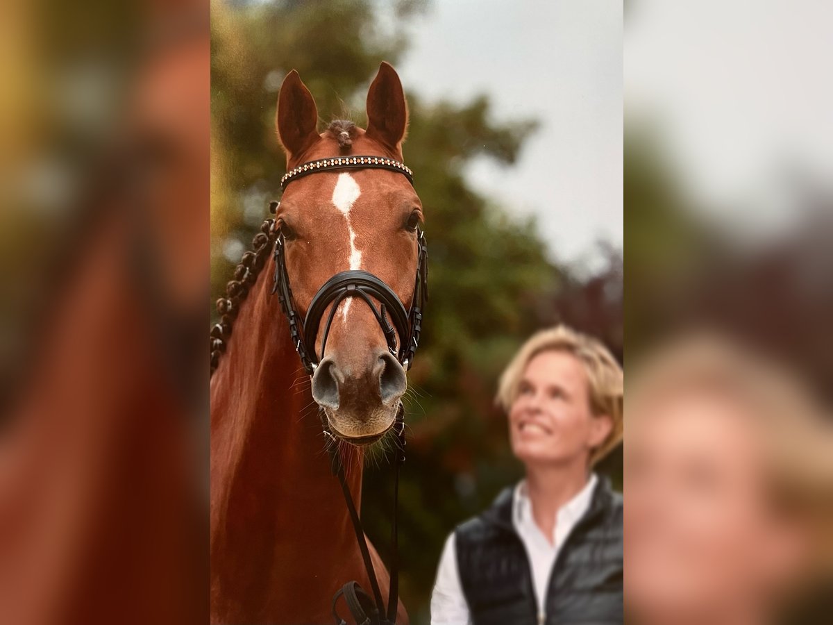 Hanoverian Gelding 15 years 16,1 hh Chestnut in Ebersbach-Musbach