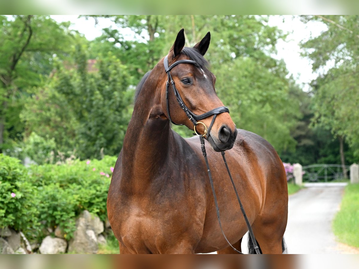 Hanoverian Gelding 15 years 16,3 hh Brown in Uthlede