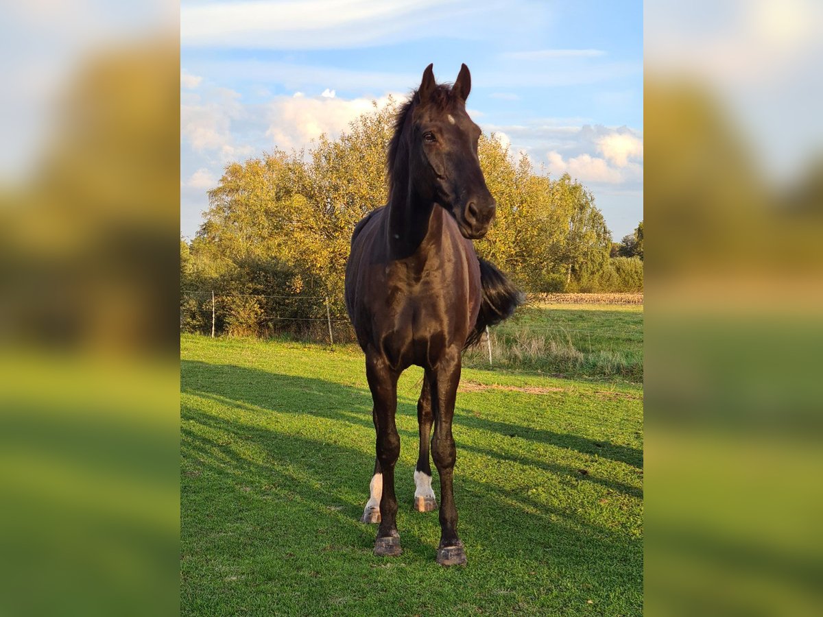 Hanoverian Gelding 15 years 17 hh Black in Neetze