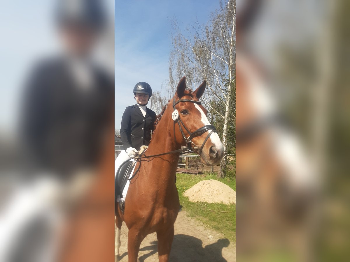 Hanoverian Gelding 15 years 17 hh Chestnut-Red in Berlin