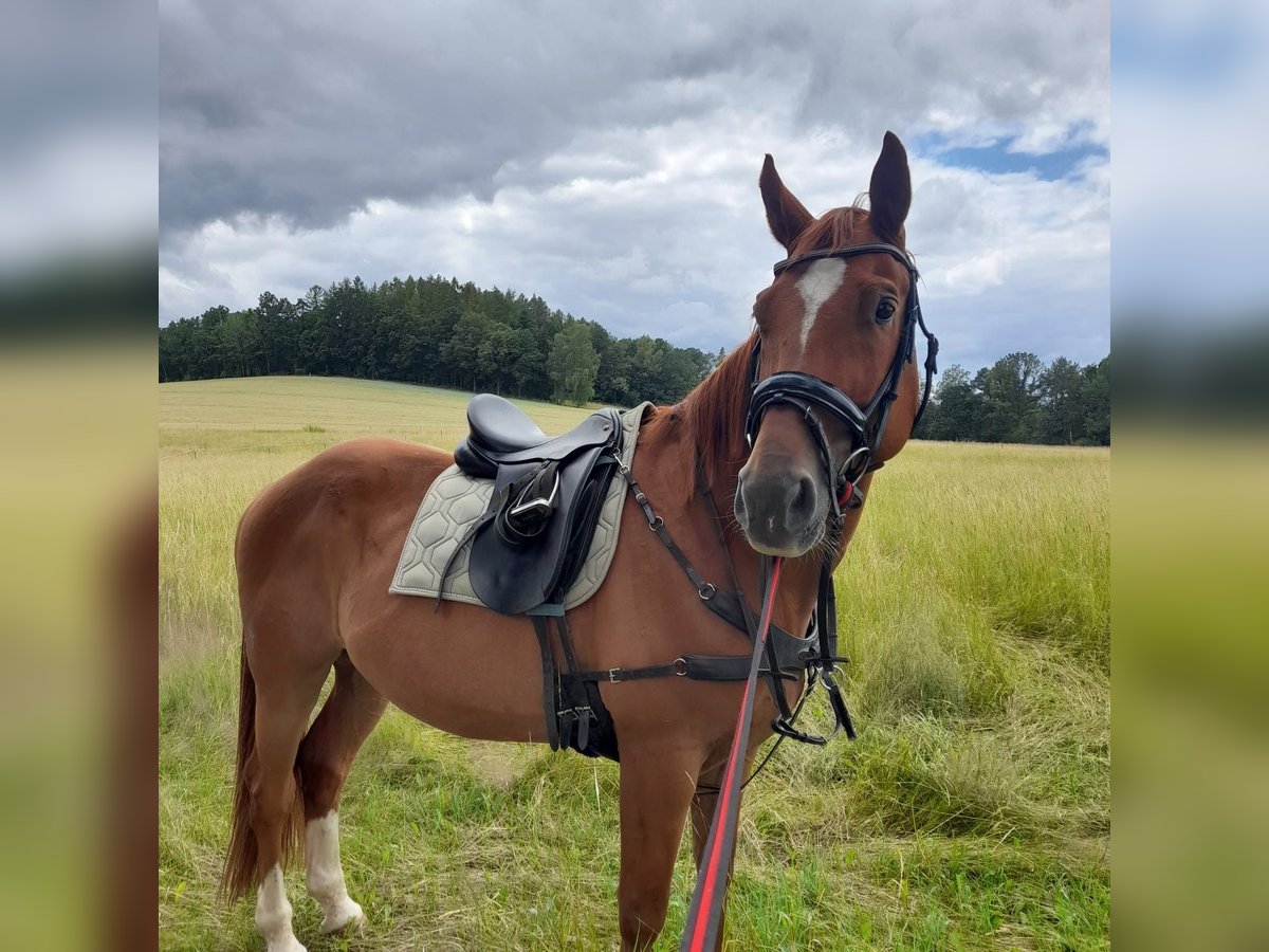 Hanoverian Gelding 15 years Chestnut-Red in Aue