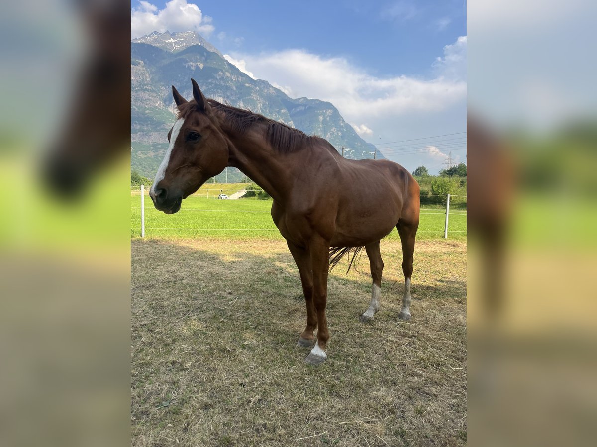 Hanoverian Gelding 16 years 15,2 hh Chestnut-Red in Biasca