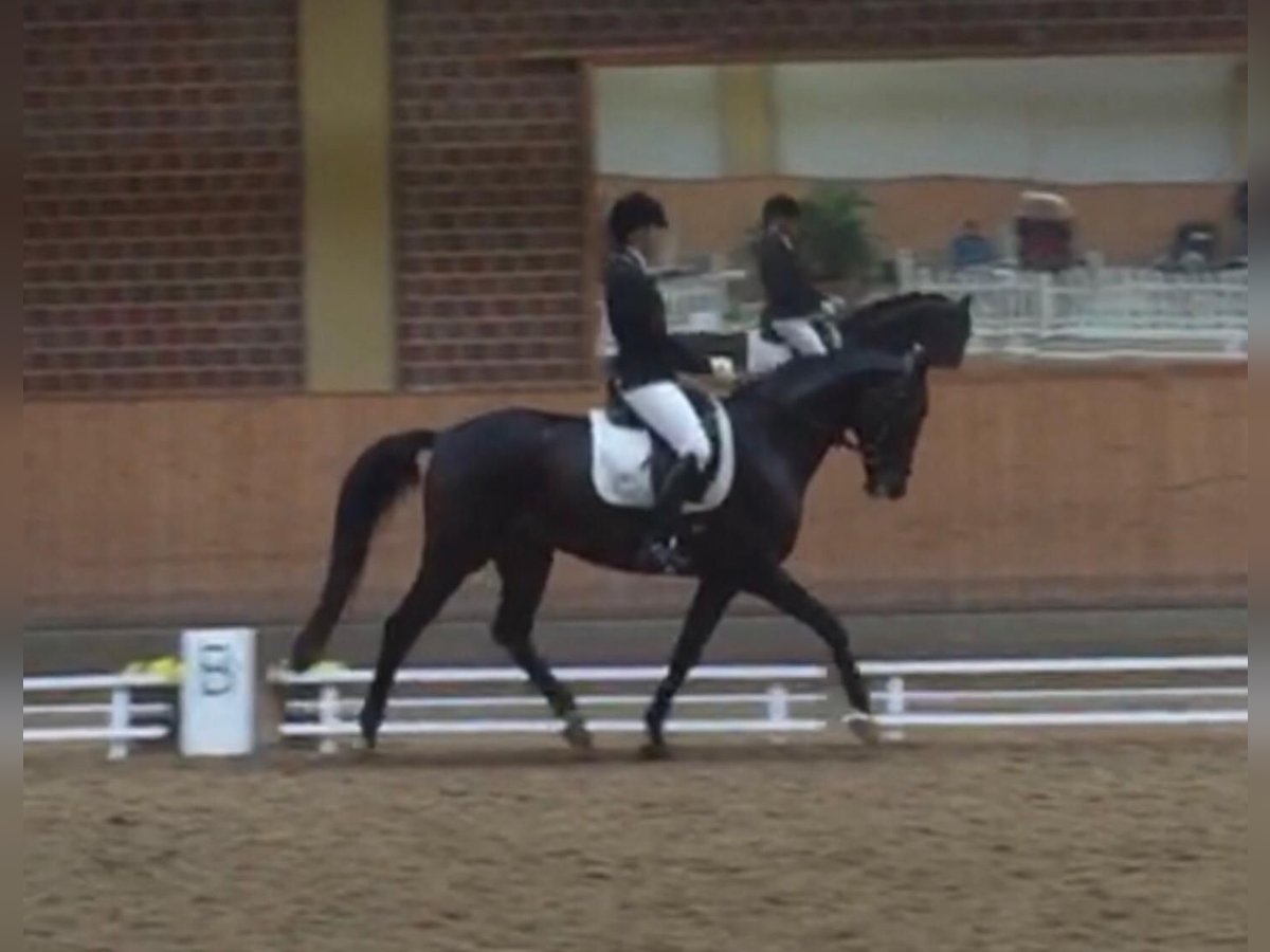 Hanoverian Gelding 16 years 16,1 hh Bay-Dark in Sarstedt