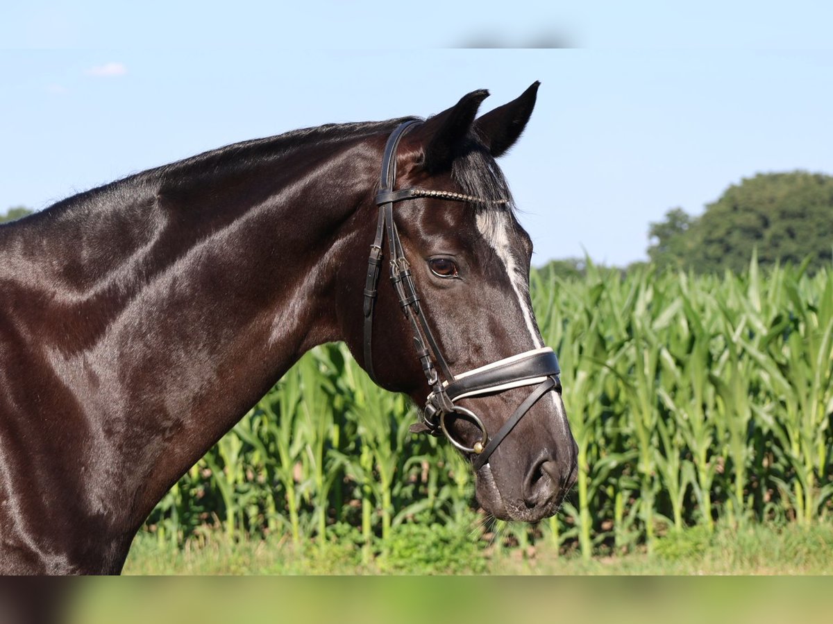 Hanoverian Gelding 16 years 16,1 hh Black in Haftenkamp