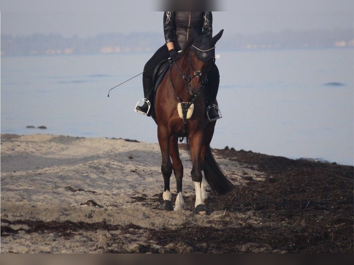 Hanoverian Gelding 16 years 16,2 hh Brown in Stavenhagen