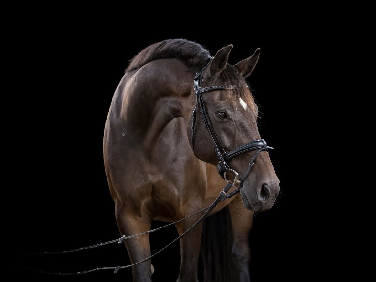 Hanoverian Gelding 16 years 16,3 hh Brown in Hamburg