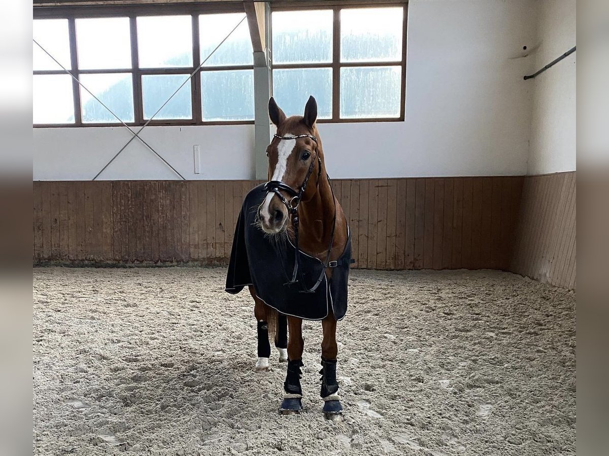 Hanoverian Gelding 16 years 16,3 hh Chestnut in Liebschützberg