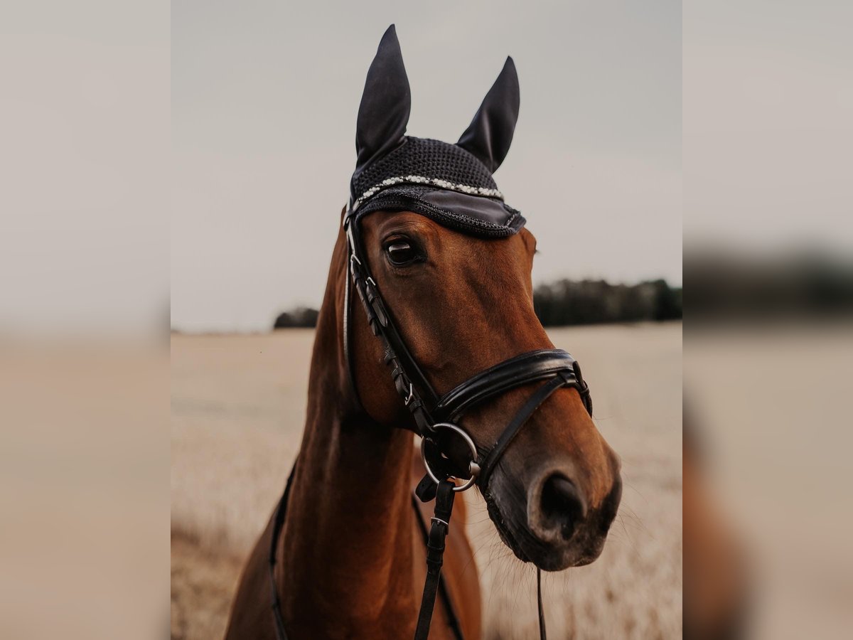 Hanoverian Gelding 16 years 16 hh Bay-Dark in Sonnefeld