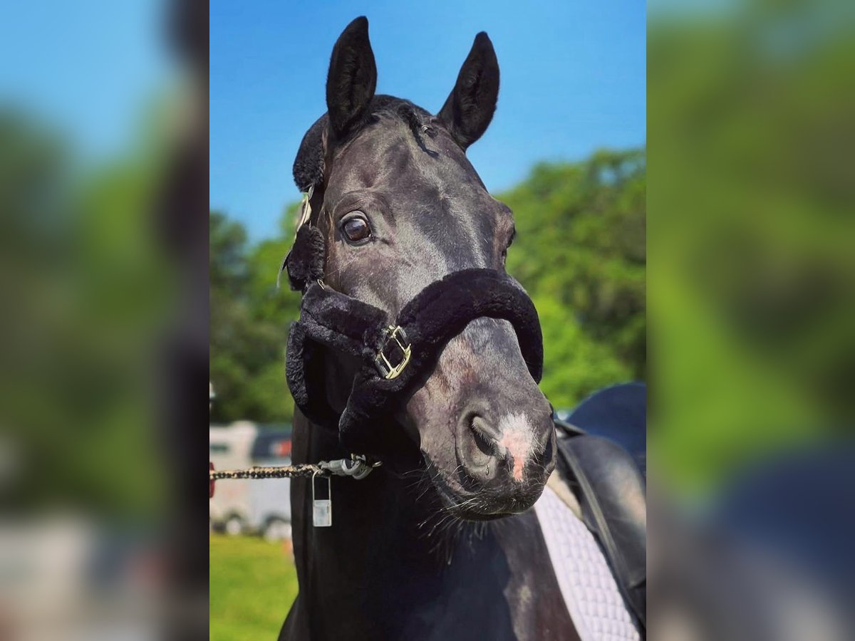 Hanoverian Gelding 16 years 16 hh Black in Seevetal