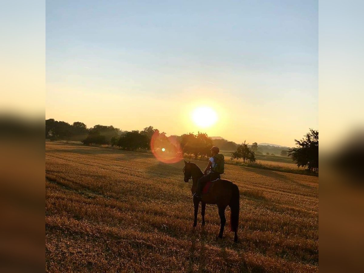 Hanoverian Gelding 16 years 16 hh Brown in Durmersheim