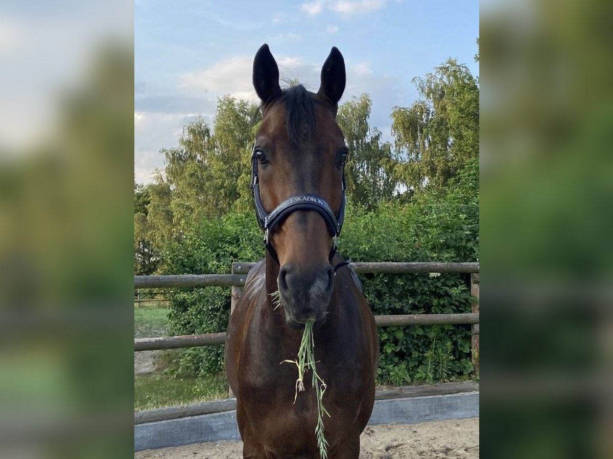 Hanoverian Gelding 16 years 16,1 hh Bay-Dark in Blender
