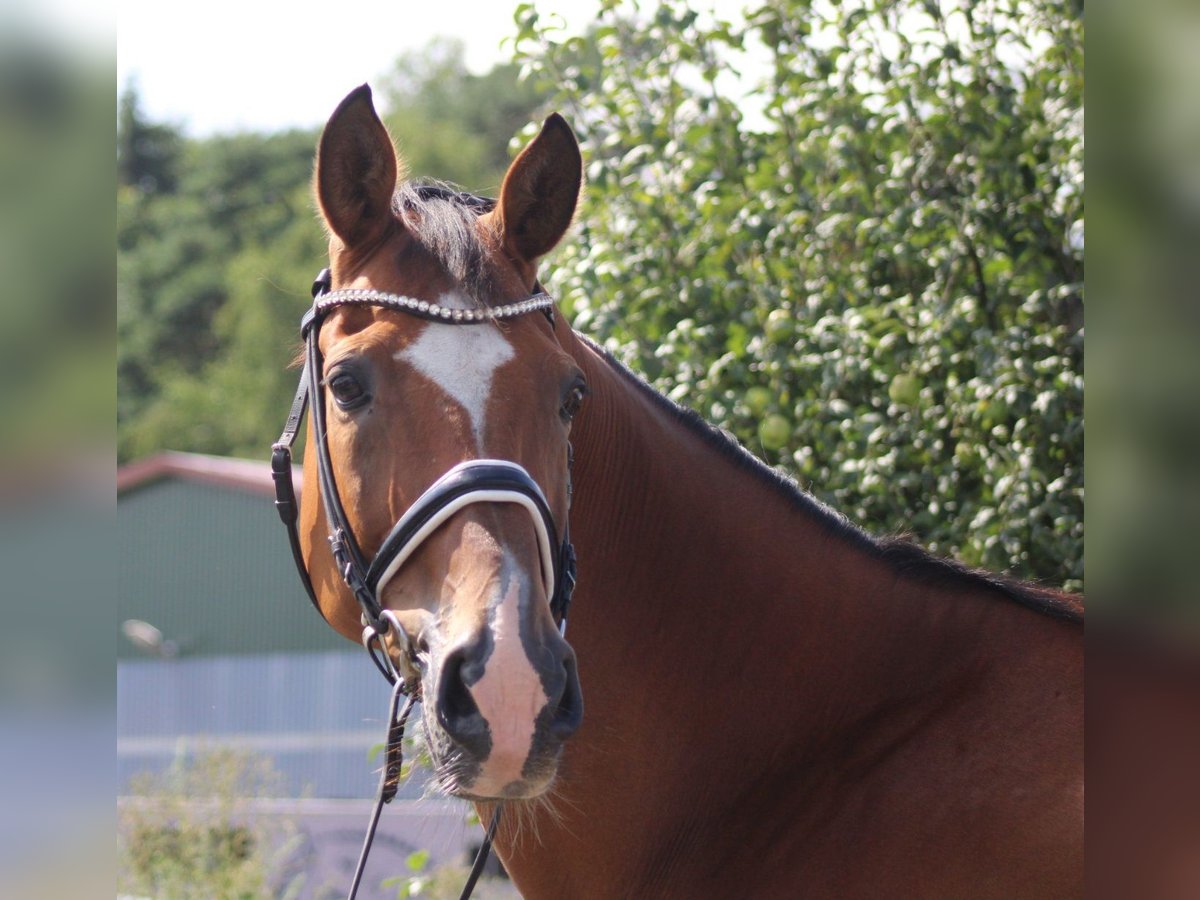 Hanoverian Gelding 16 years 16,1 hh Brown in Deinstedt