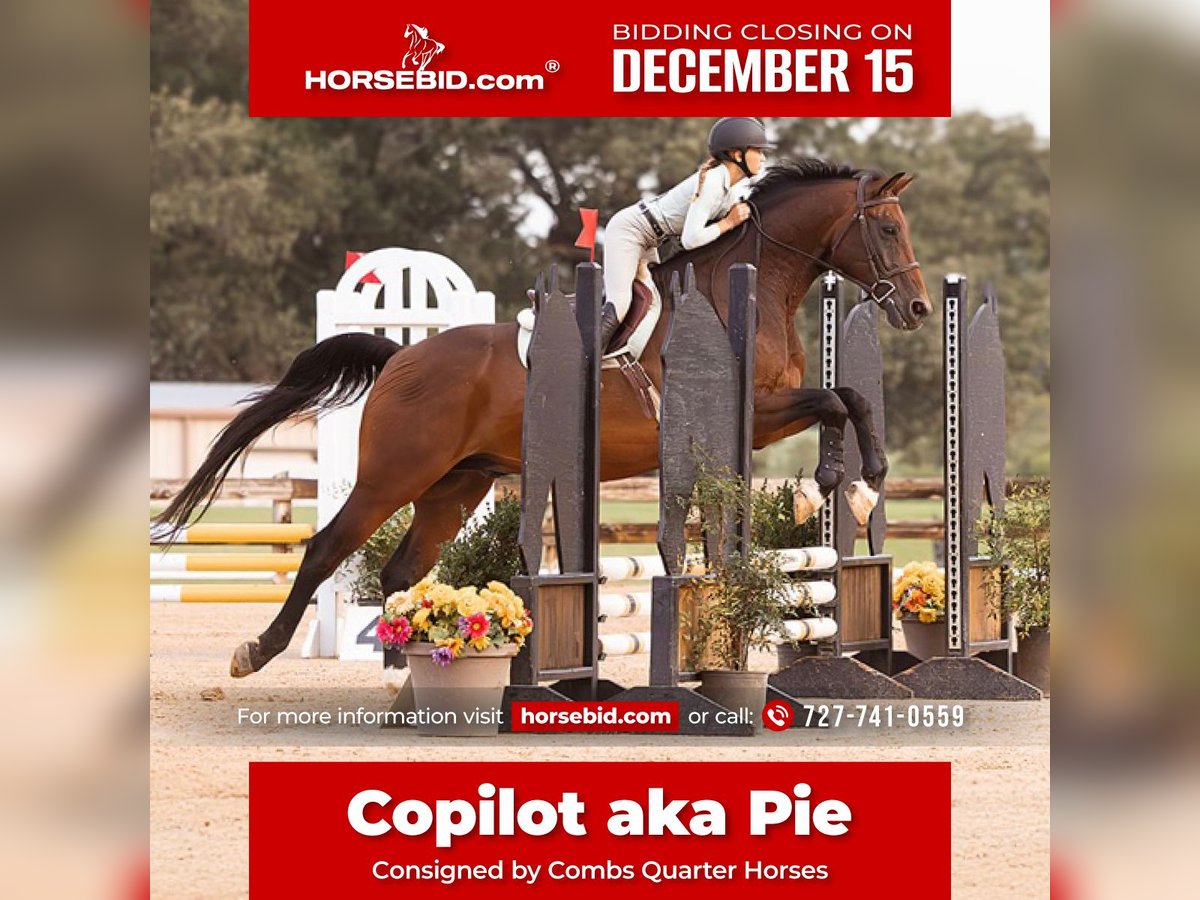 Hanoverian Gelding 16 years 16,2 hh Bay in Cleburne