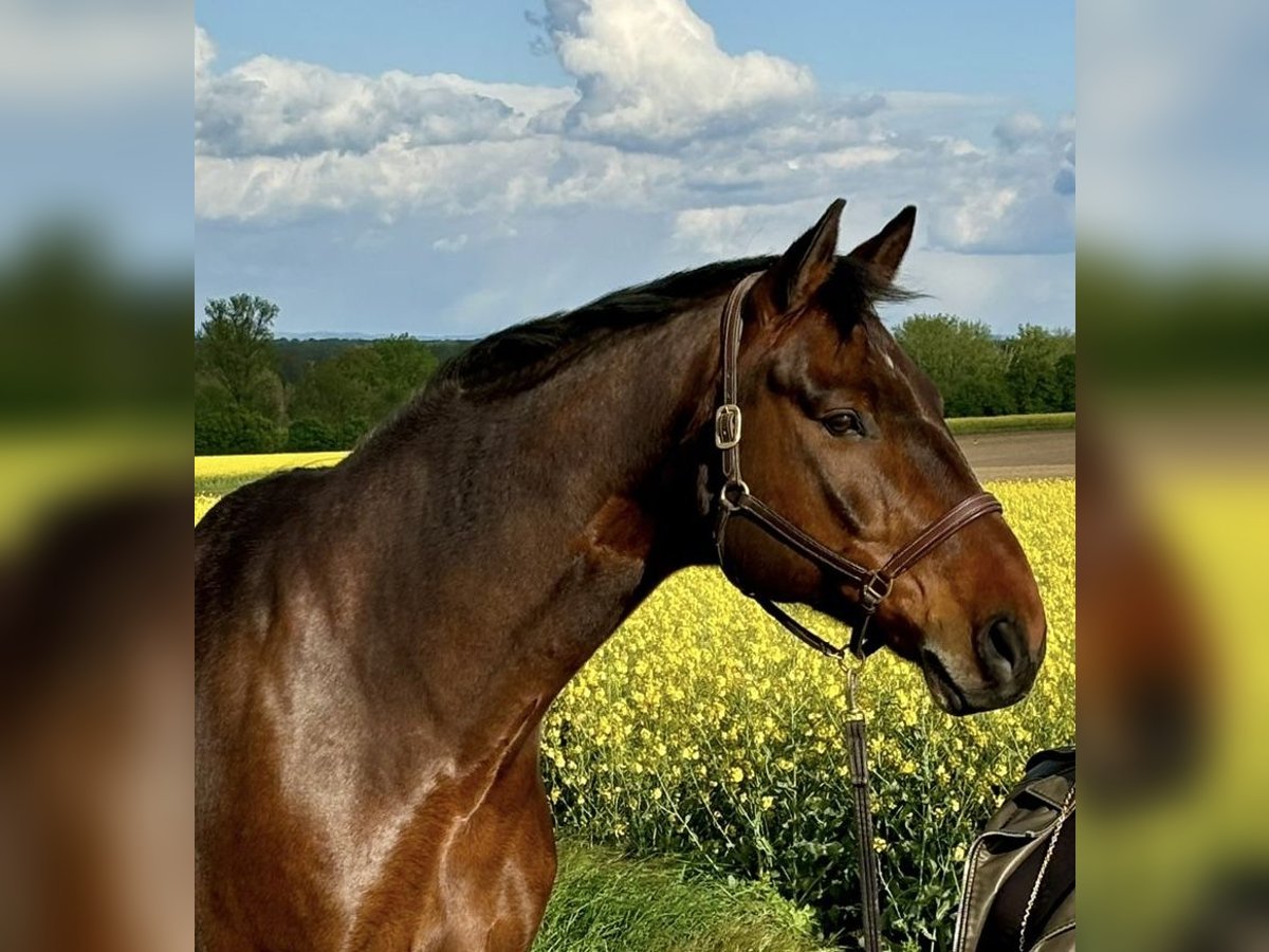 Hanoverian Gelding 16 years 17,1 hh Brown in Rommerskirchen