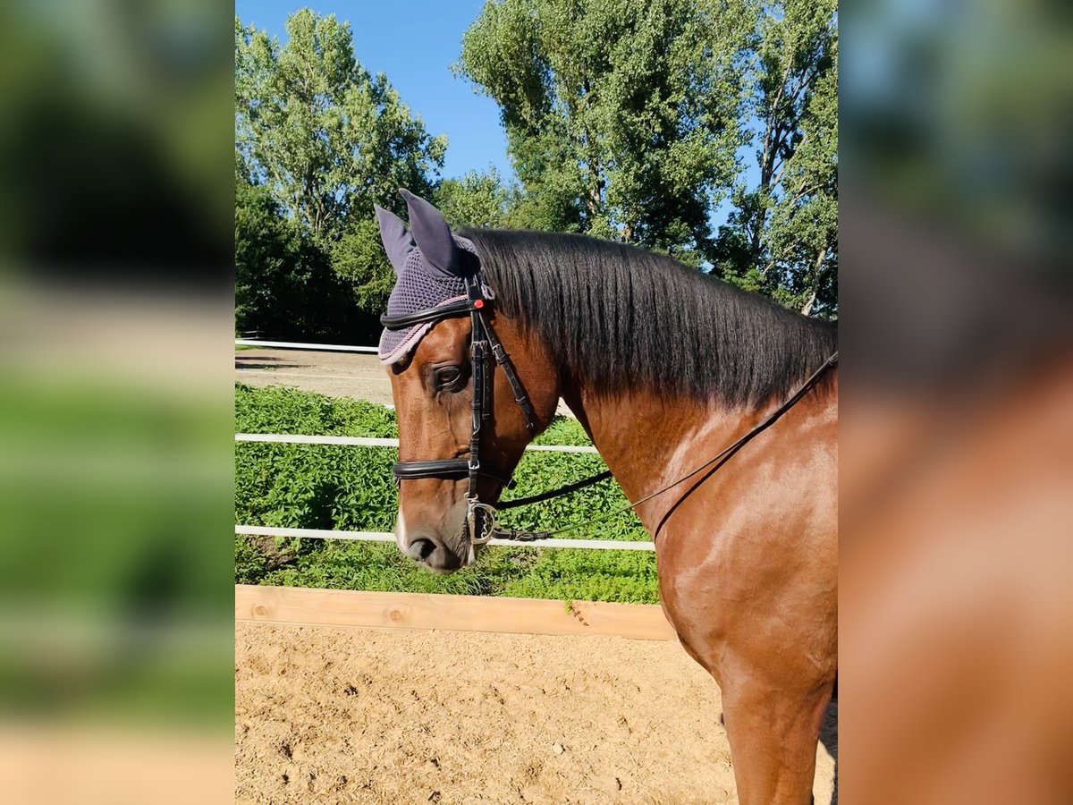 Hanoverian Gelding 17 years 16 hh Brown in Utting am Ammersee