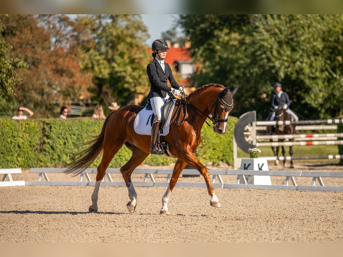 Hanoverian Gelding 17 years 16,2 hh Chestnut in Liebsch&#xFC;tzberg