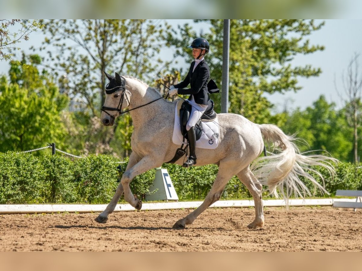 Hanoverian Gelding 17 years 17 hh Grey-Fleabitten in Langenbernsdorf