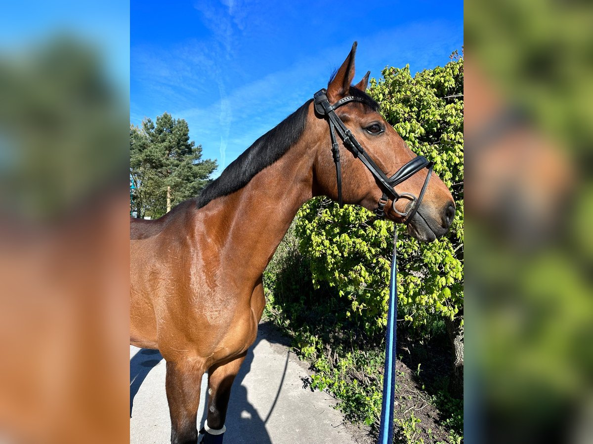 Hanoverian Gelding 17 years 17,1 hh Brown in M&#xFC;ncheberg