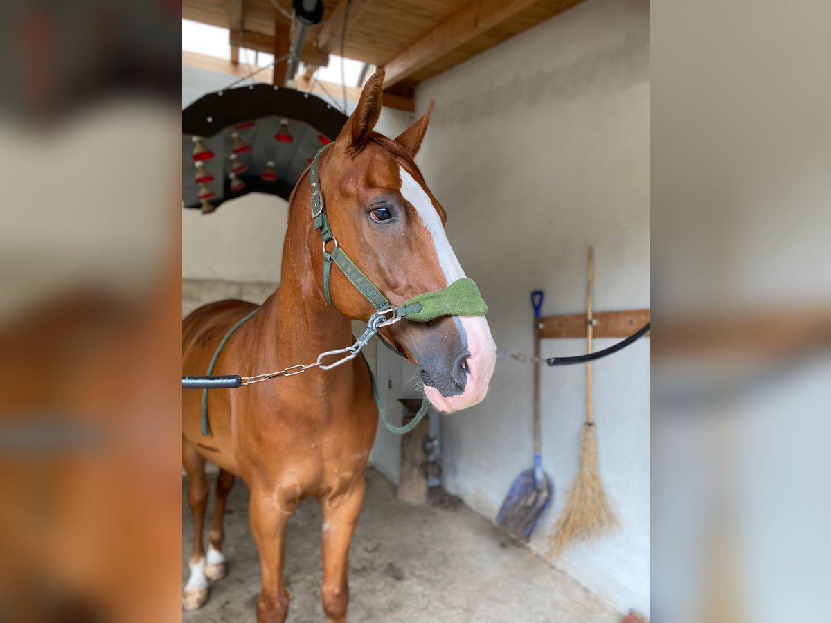 Hanoverian Gelding 17 years 17,1 hh Chestnut-Red in Raubling