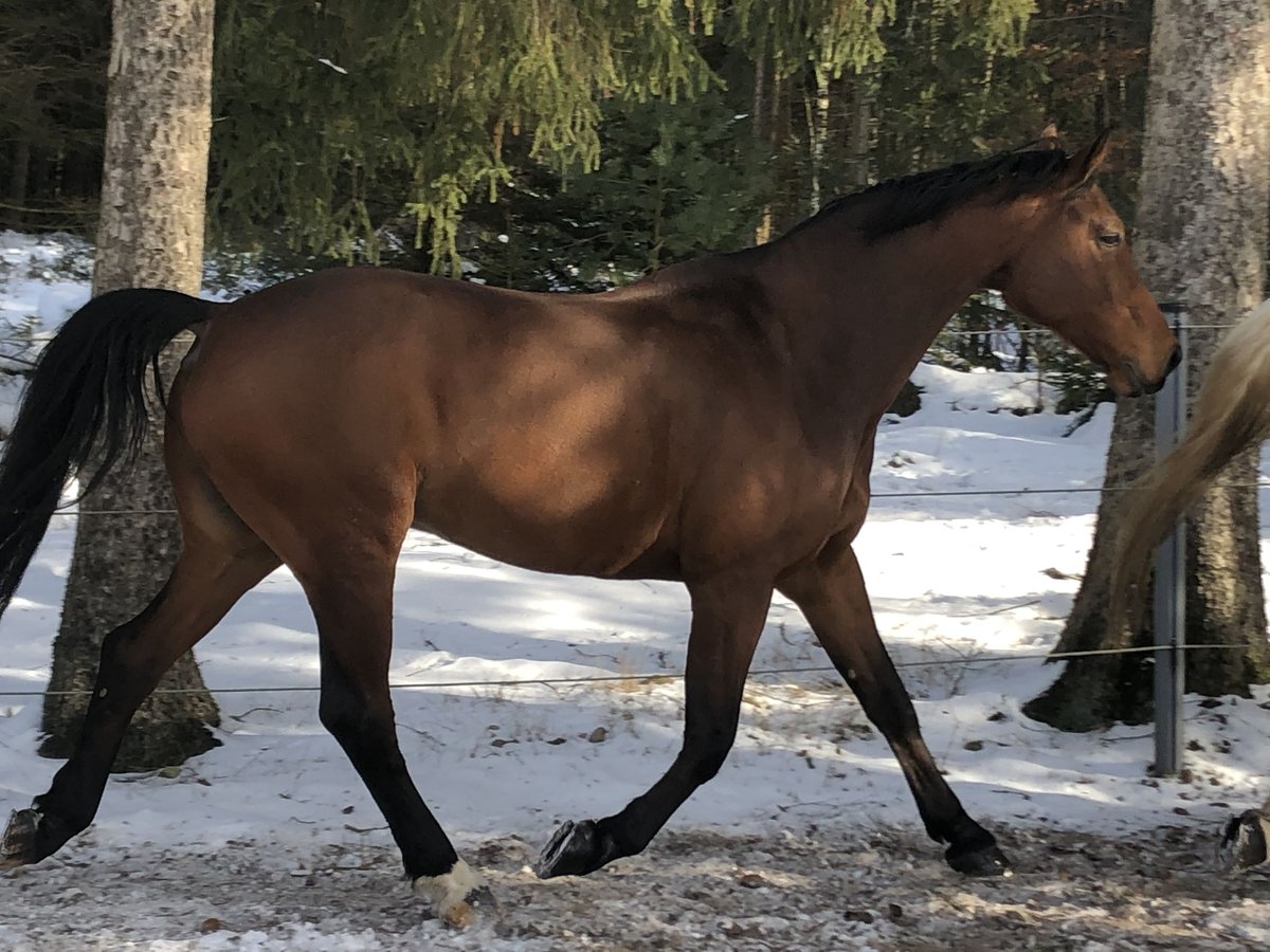 Hanoverian Gelding 18 years 17 hh Brown in Hamburg