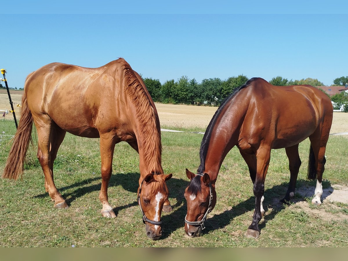 Hanoverian Gelding 18 years in Gro&#xDF;ostheim