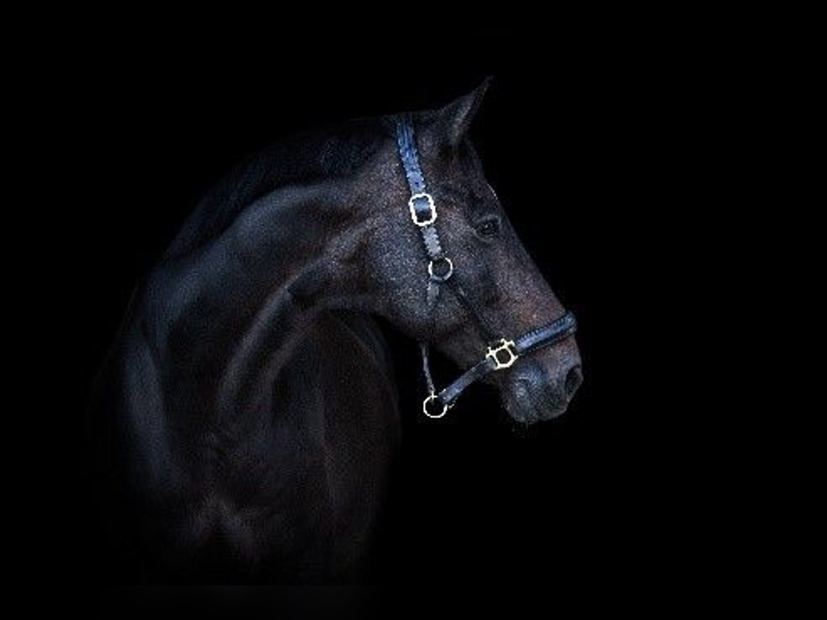 Hanoverian Gelding 19 years 17,1 hh Brown in Taunusstein