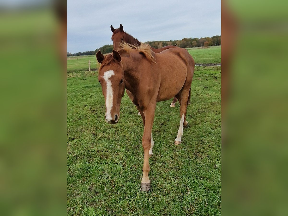 Hanoverian Gelding 1 year 16,2 hh Chestnut-Red in Nienhagen