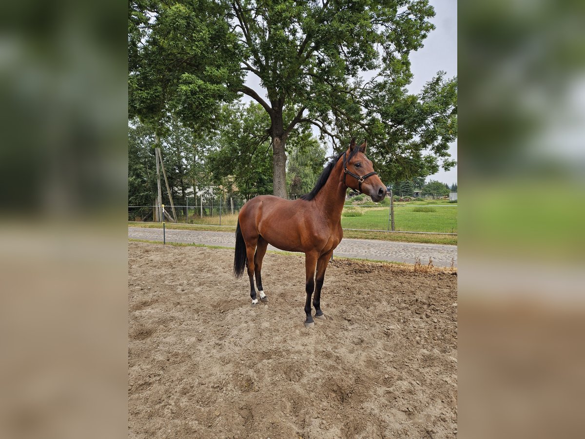 Hanoverian Gelding 1 year Brown in Meyenburg