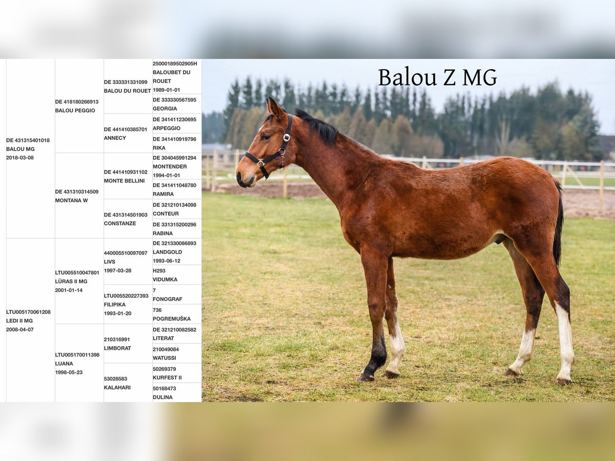 Hanoverian Mix Gelding 1 year Brown in Josvainiai