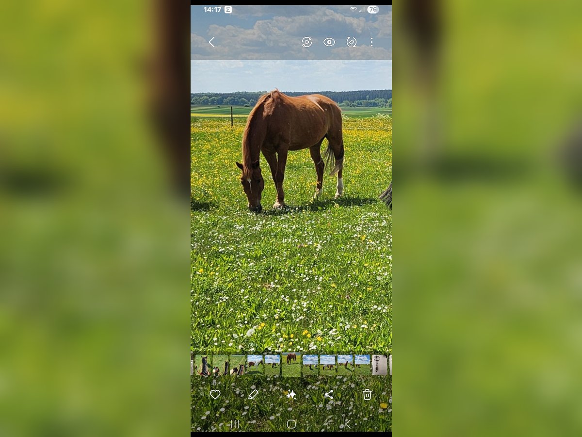 Hanoverian Gelding 24 years 15,1 hh Chestnut-Red in Pfronstetten