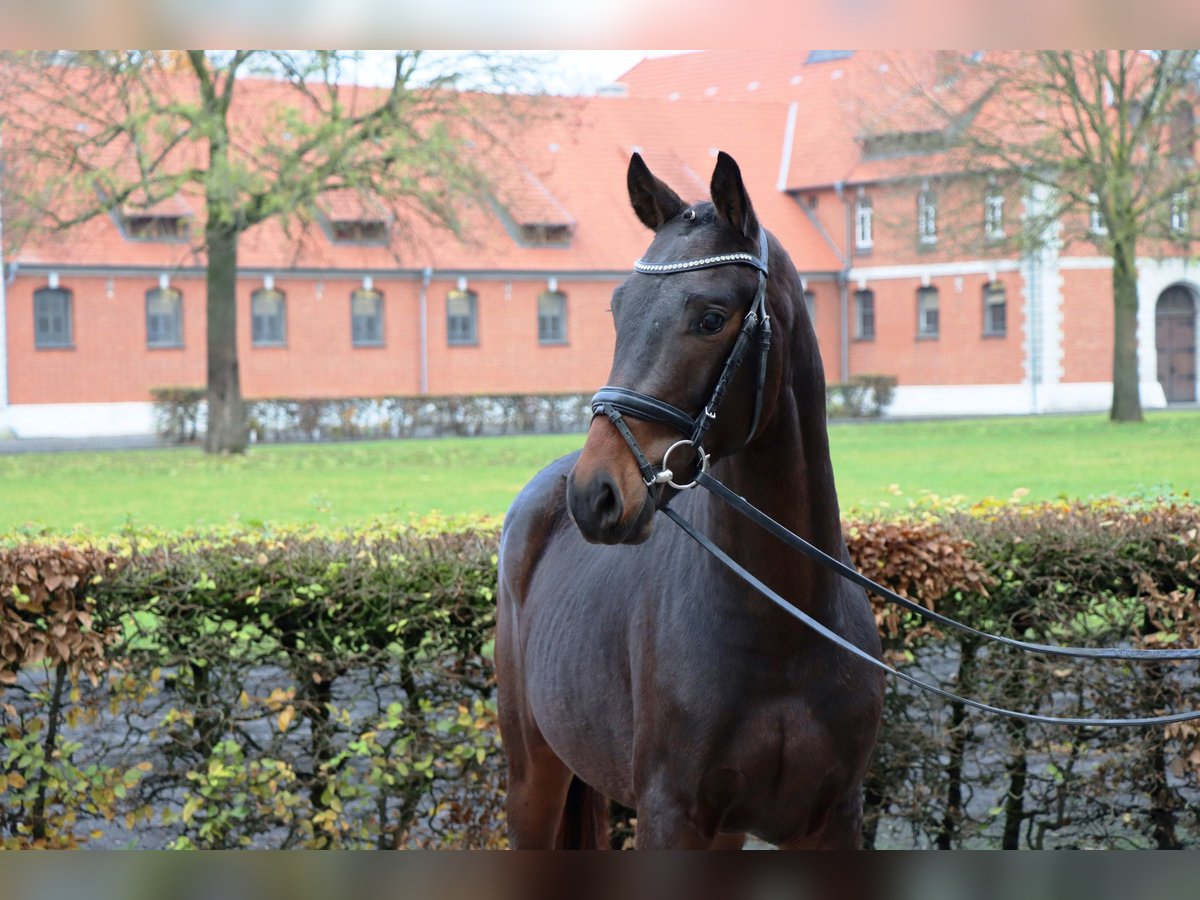 Hanoverian Gelding 2 years 15,2 hh Bay-Dark in Celle