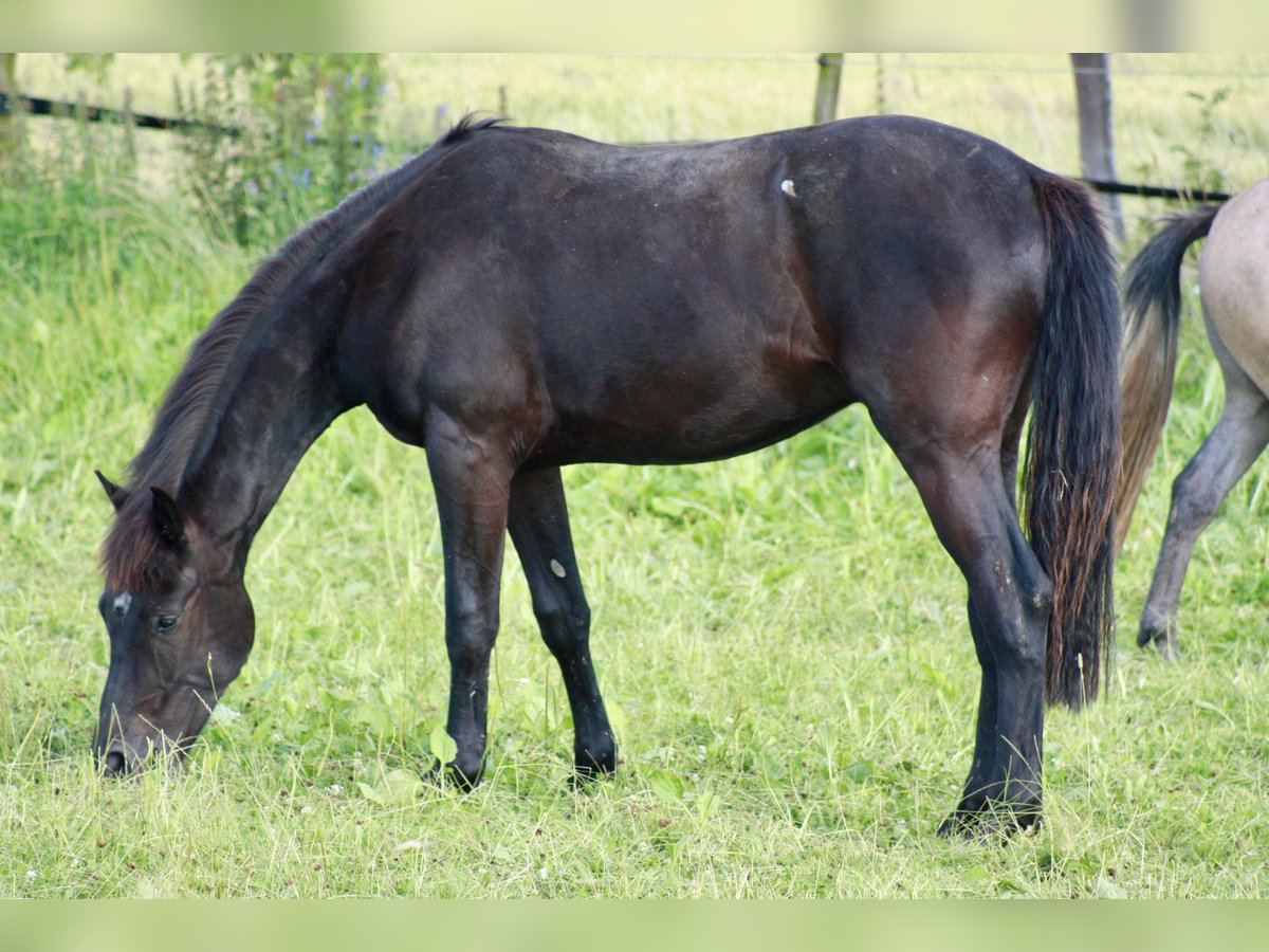 Hanoverian Gelding 2 years 15,2 hh Black in Hardegsen