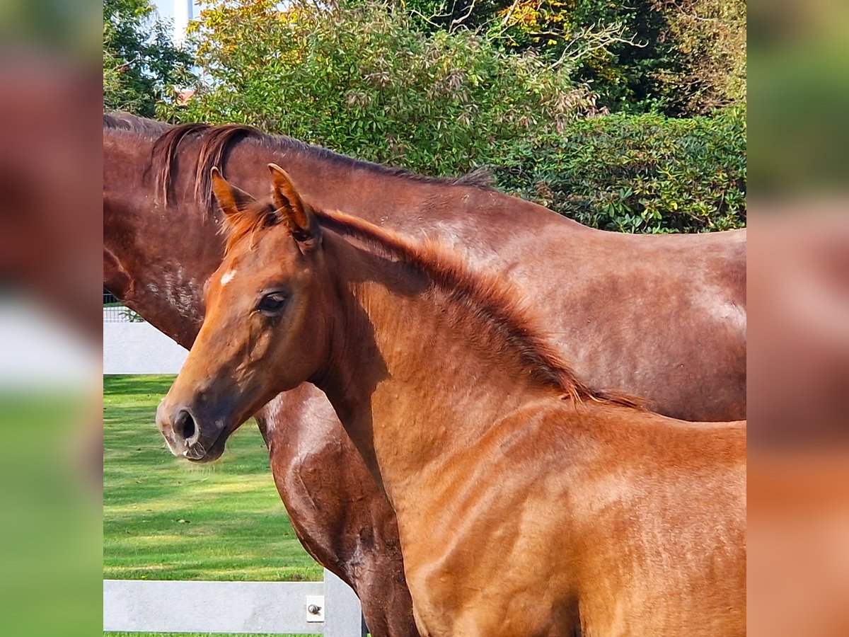 Hanoverian Gelding 2 years 16,2 hh Chestnut in Ochtersum