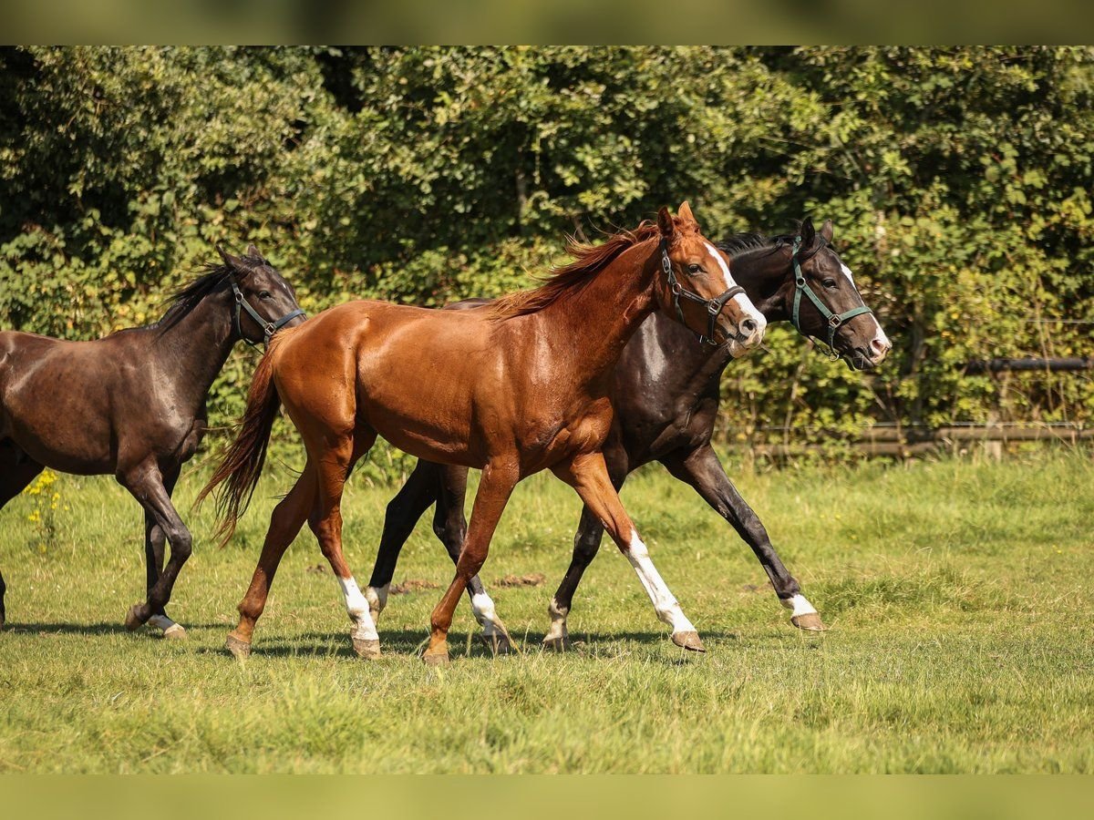 Hanoverian Gelding 2 years 16,2 hh Chestnut-Red in Moers