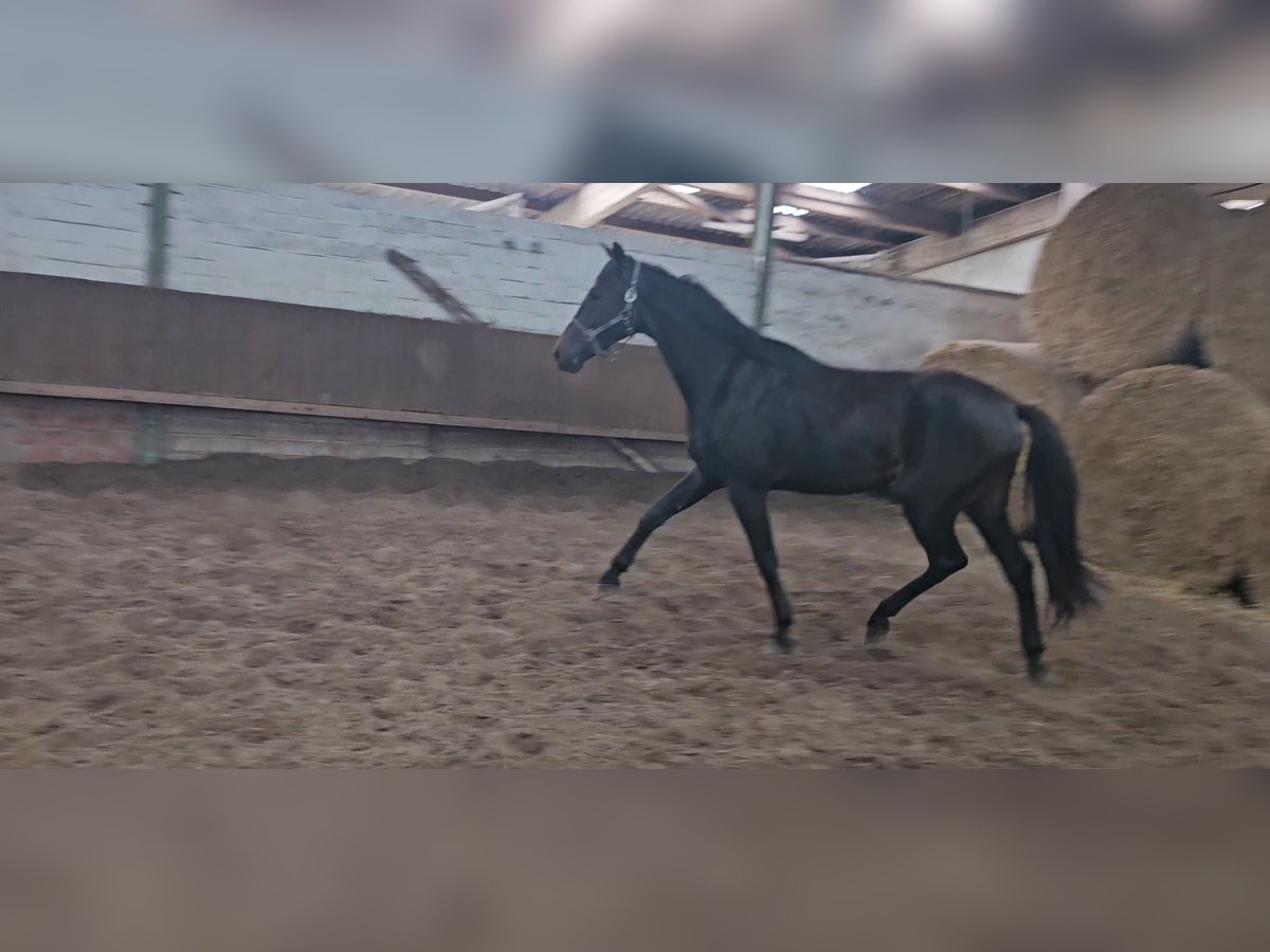 Hanoverian Gelding 2 years 16,2 hh Smoky-Black in Lienen