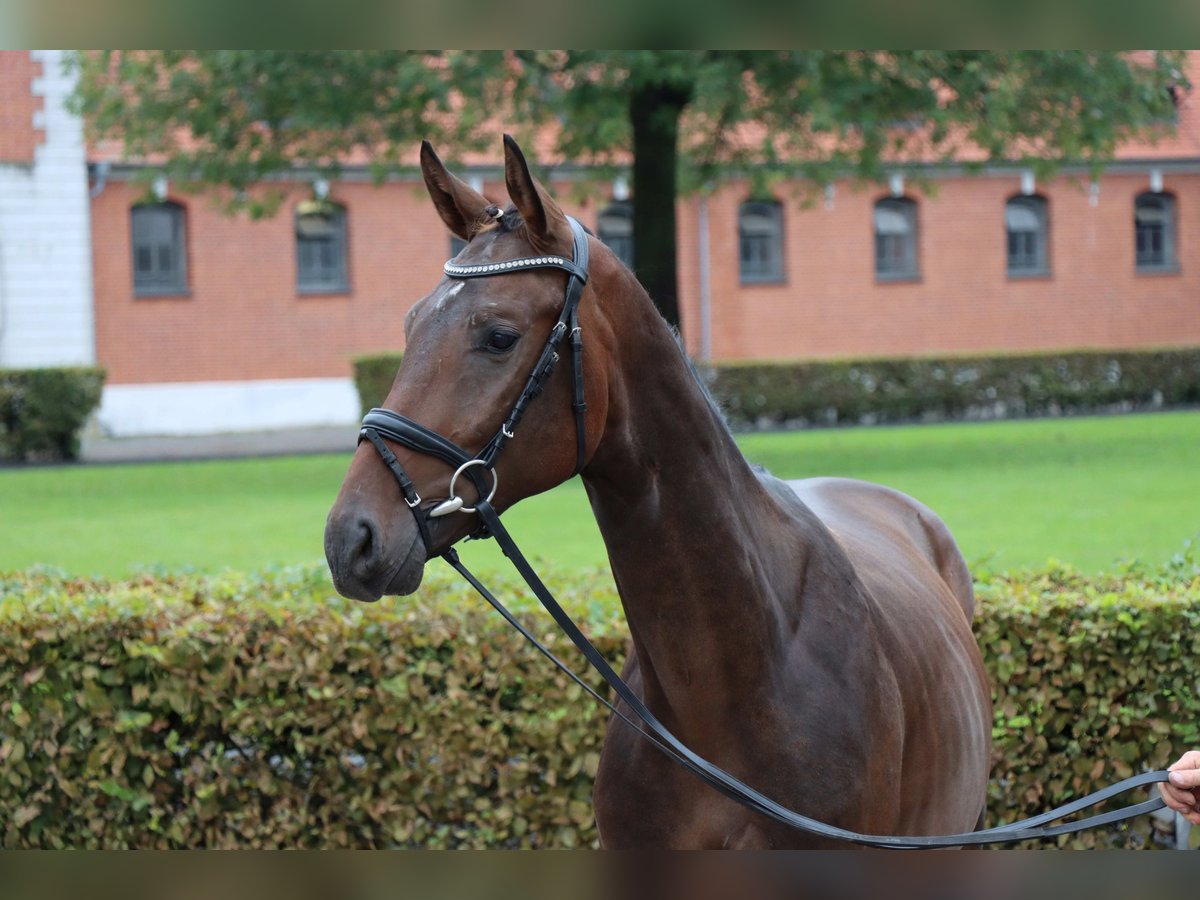 Hanoverian Gelding 2 years 16 hh Bay-Dark in Celle