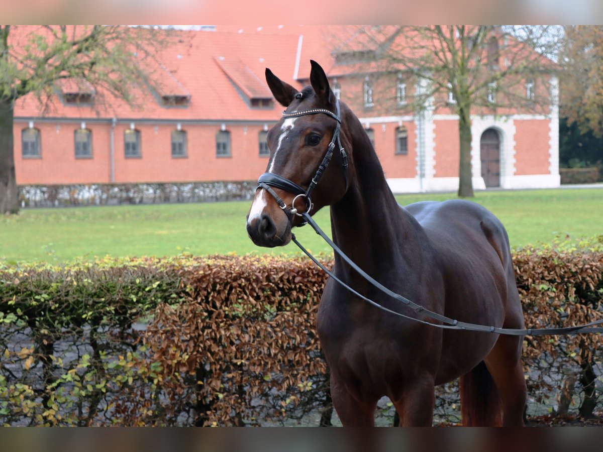 Hanoverian Gelding 2 years 16 hh Bay-Dark in Celle