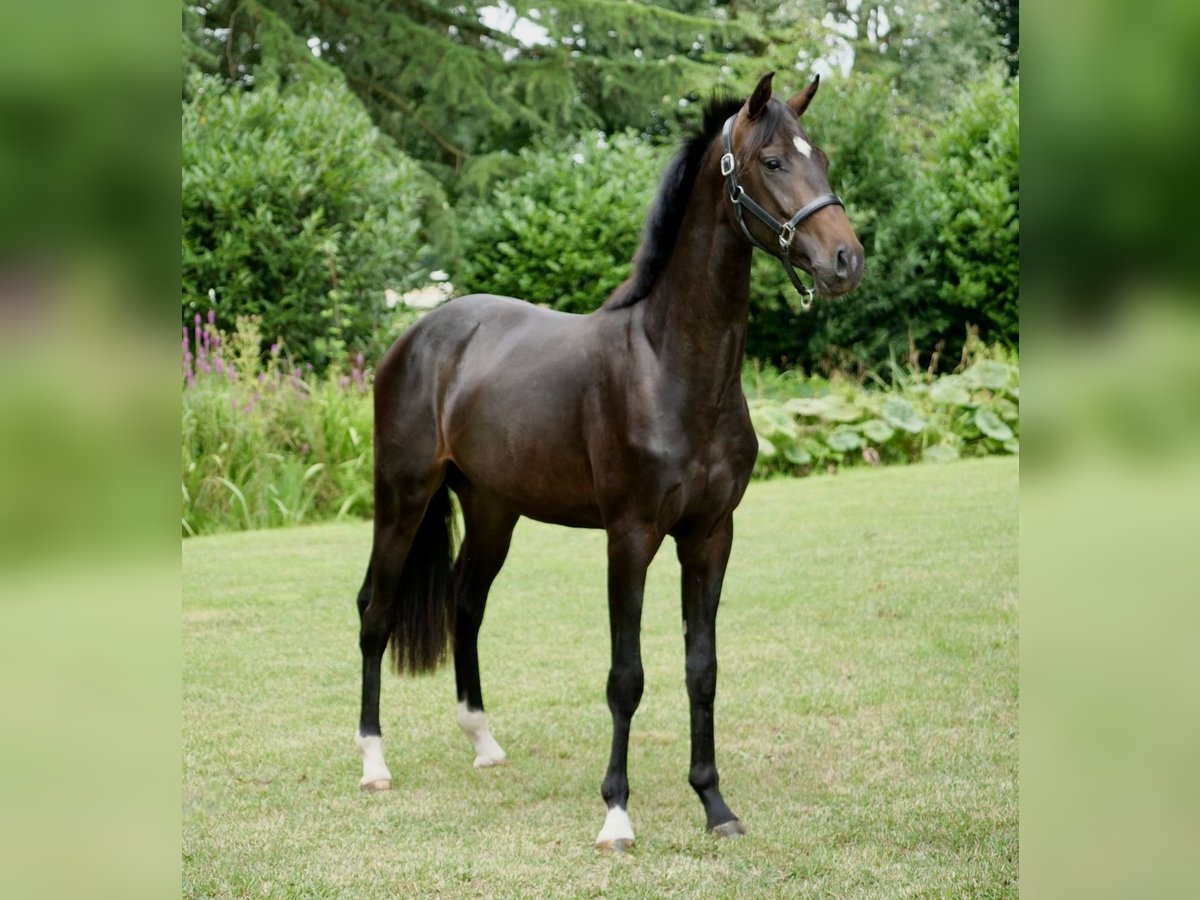 Hanoverian Gelding 2 years 16 hh Black in Duisburg