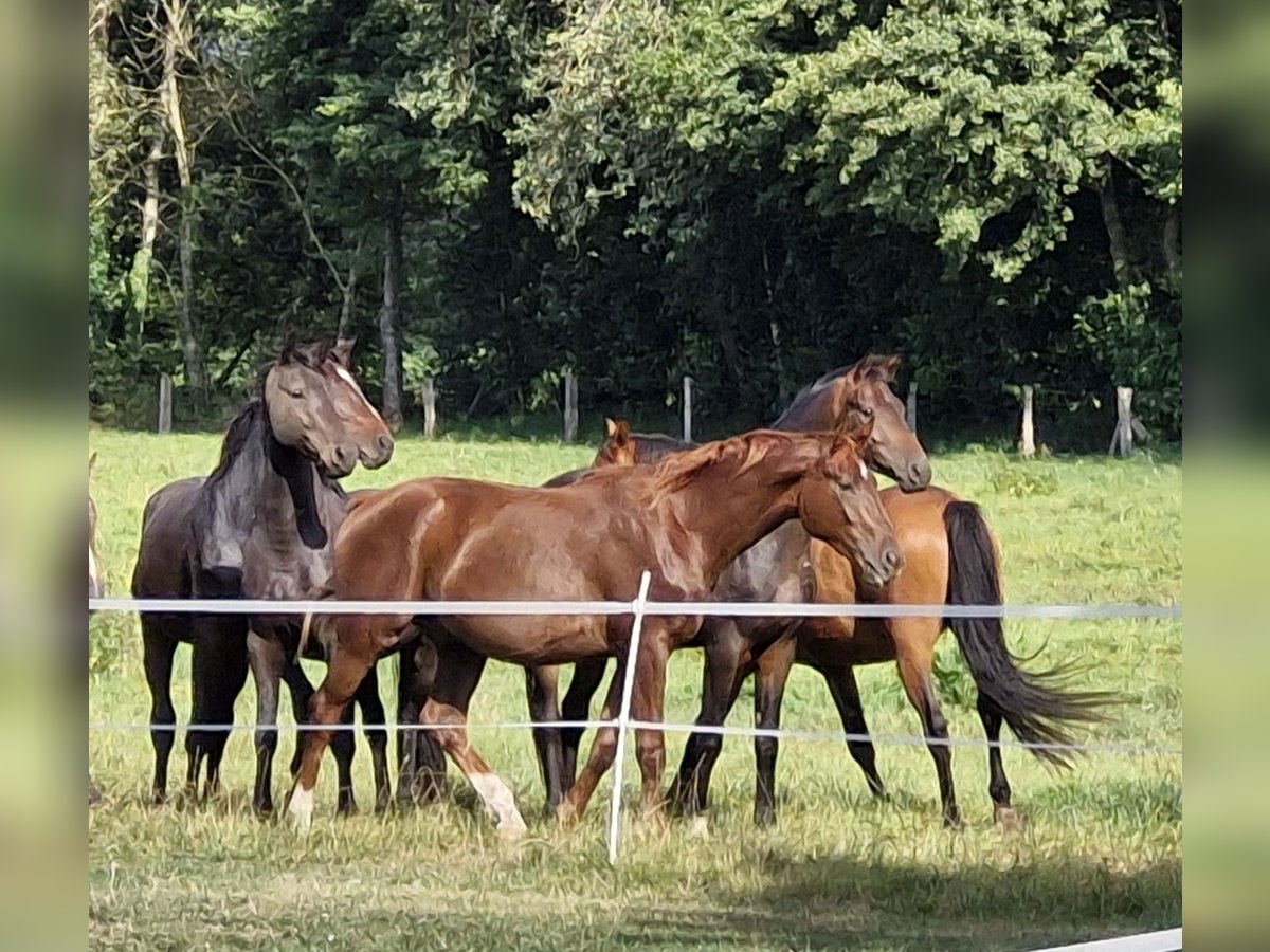 Hanoverian Gelding 2 years 16 hh Chestnut in Walsrode