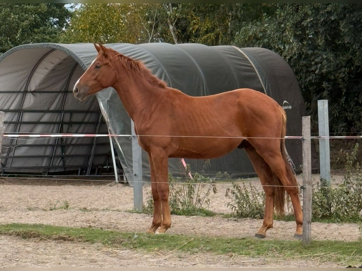 Hanoverian Gelding 2 years 16 hh Chestnut-Red in Aurich
